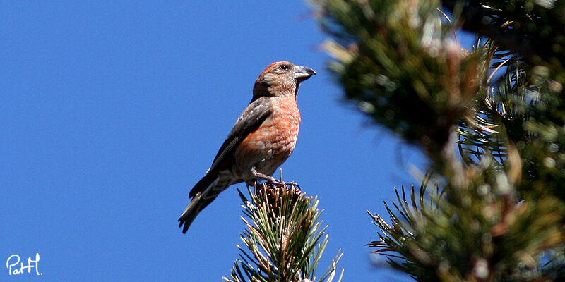 Red Crossbill male adult, identification