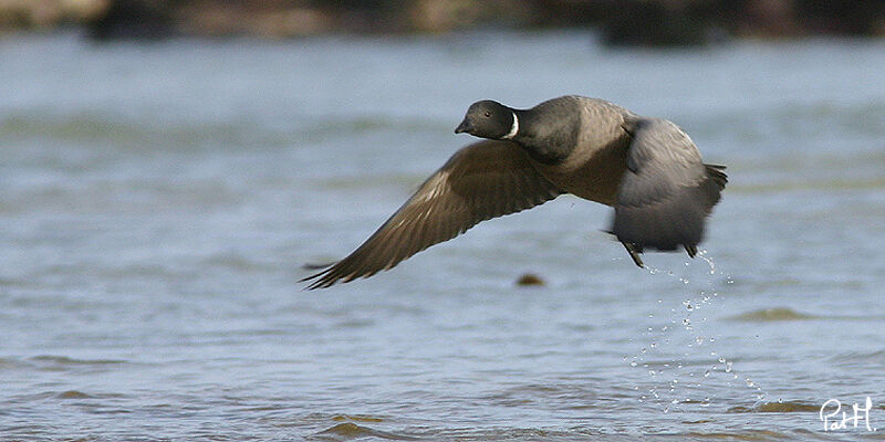 Brant Goose, identification, Flight, Behaviour