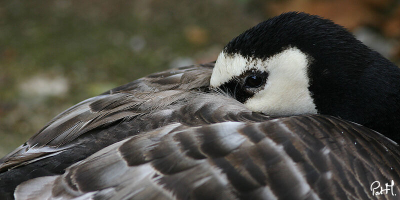 Barnacle Goose, identification, Behaviour