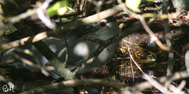 Black-crowned Night Heron, identification, Behaviour