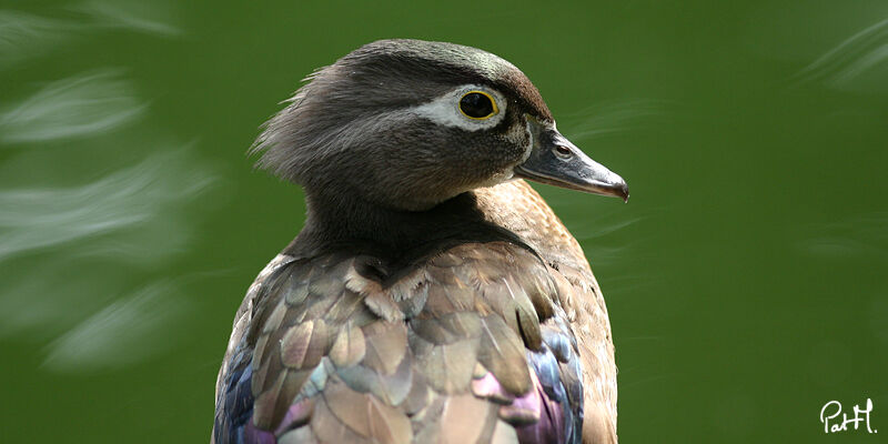 Wood Duck male adult post breeding, identification