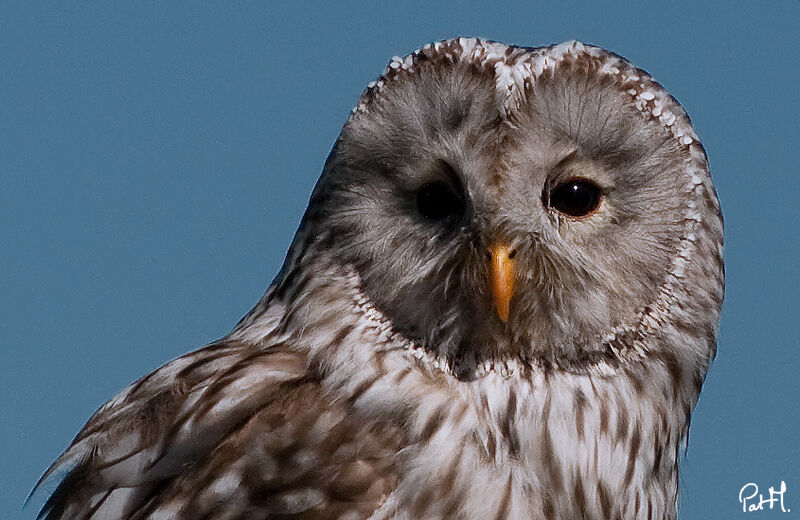 Ural Owl, identification