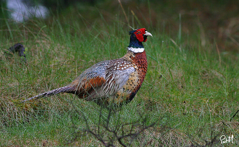 Common Pheasant male adult breeding, identification