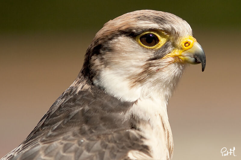 Lanner Falcon, identification