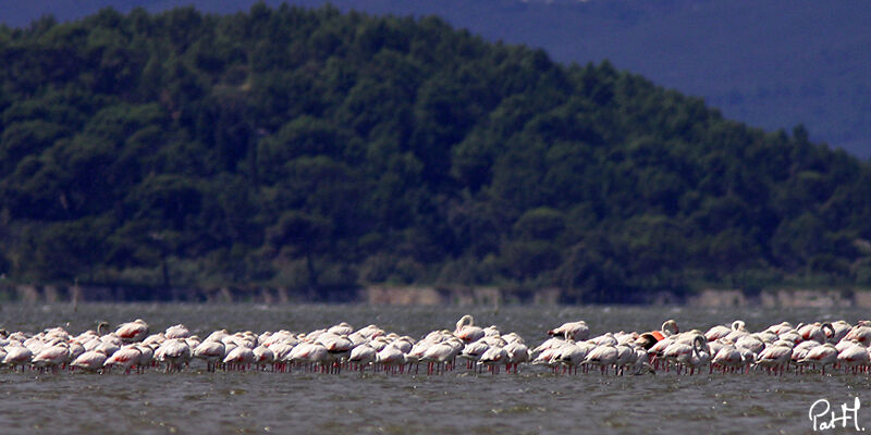 Greater Flamingo, identification, feeding habits, Behaviour