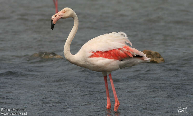 Greater Flamingoadult, pigmentation