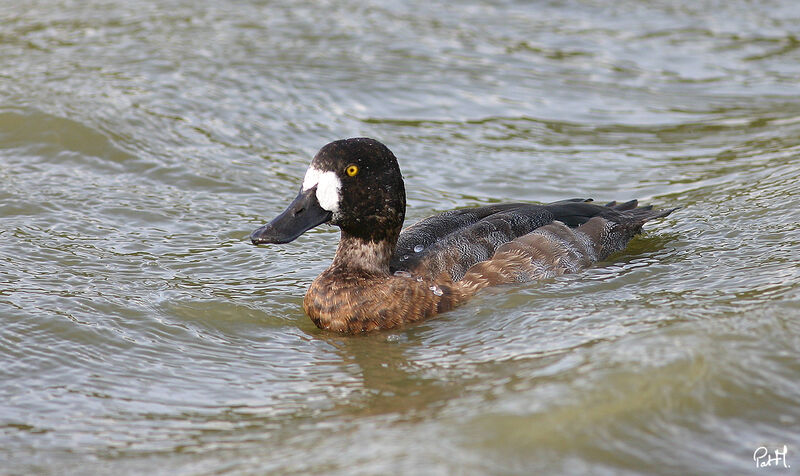 Greater Scaup female adult post breeding, identification