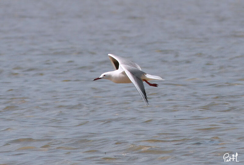 Slender-billed Gull, Flight