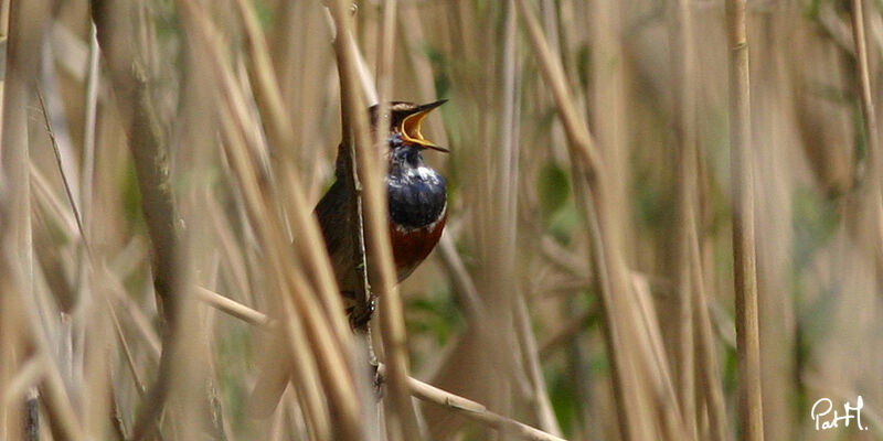 Bluethroat male adult, identification