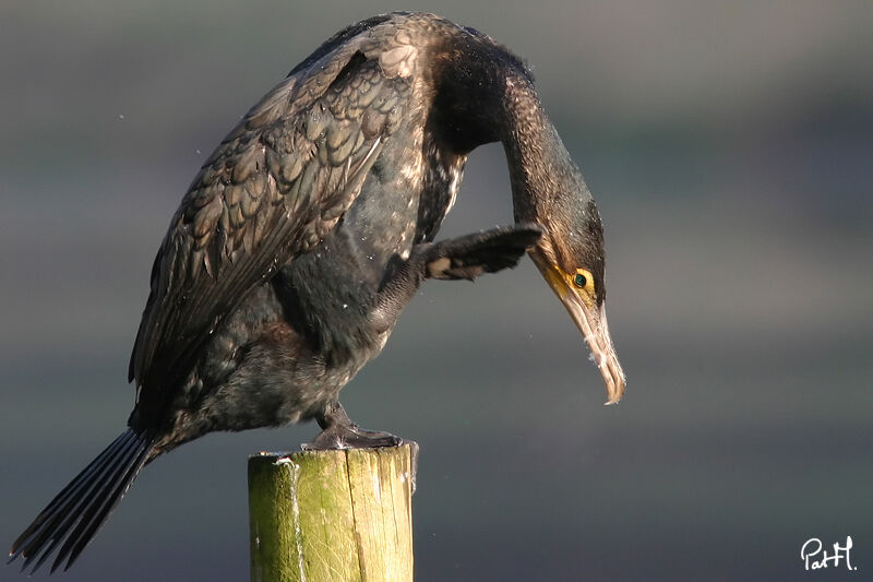 Great Cormorant, identification, Behaviour