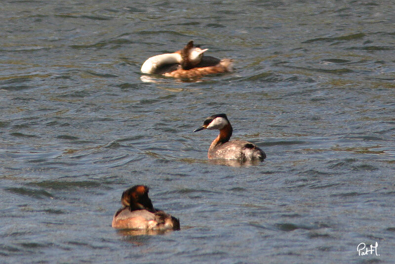 Red-necked Grebe, identification