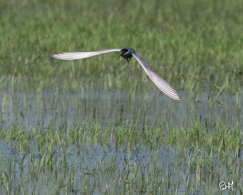 Whiskered Tern, identification, Flight, feeding habits