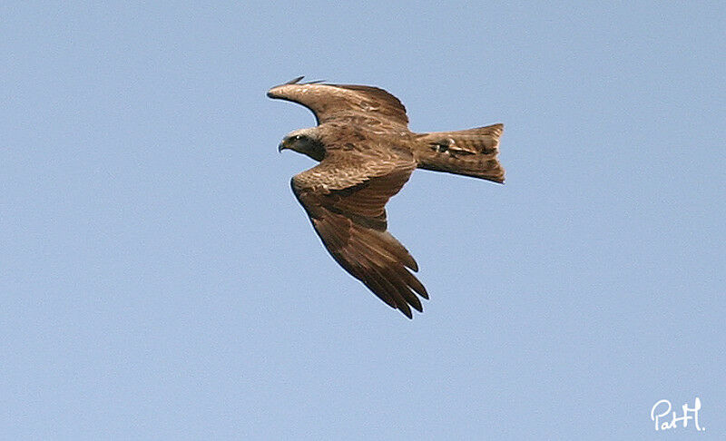 Black Kite, Flight
