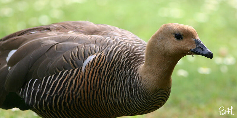 Upland Goose female adult, identification