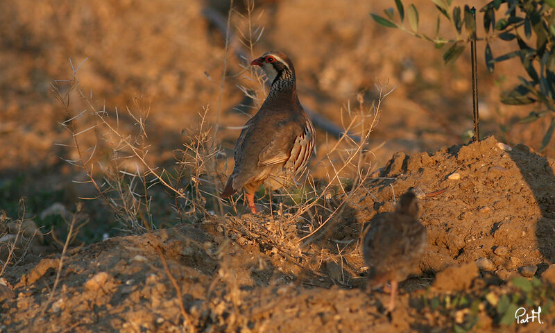 Red-legged Partridge, Reproduction-nesting, Behaviour