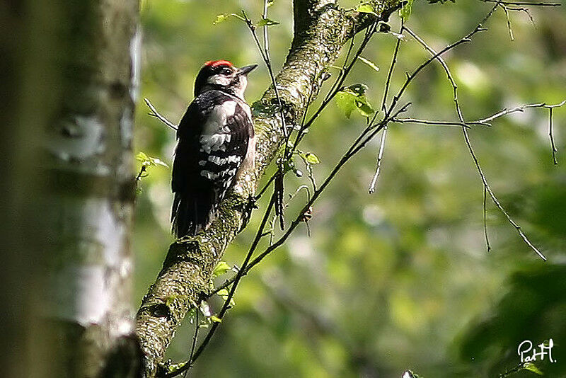 Great Spotted Woodpecker male juvenile, identification
