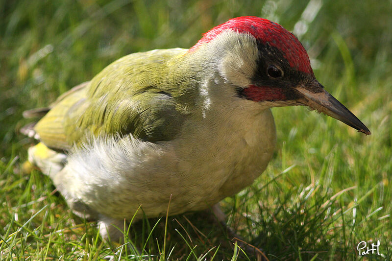 European Green Woodpecker male adult, habitat