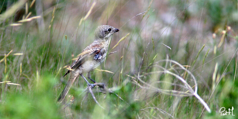 Woodchat Shrikejuvenile, identification, Reproduction-nesting, Behaviour